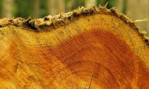 biolcom-teak-tree-cut